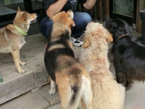 餌を待つワンたち