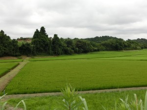 稲