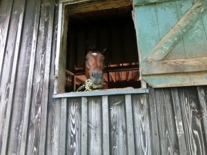 濃厚飼料