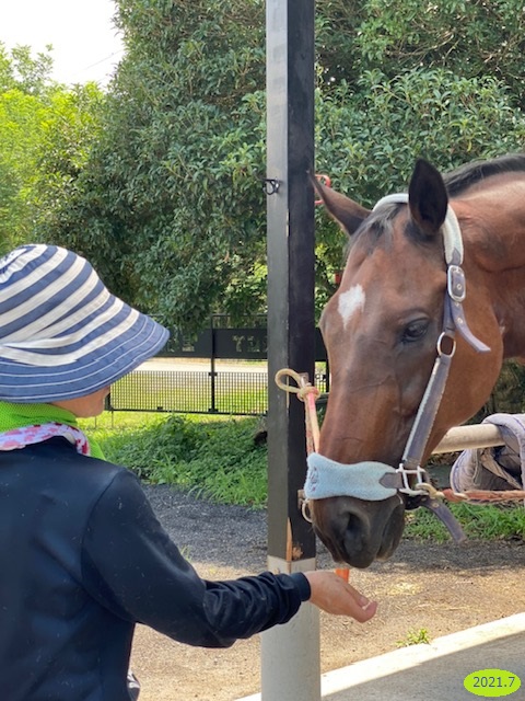 明るい鹿毛の季節🐎